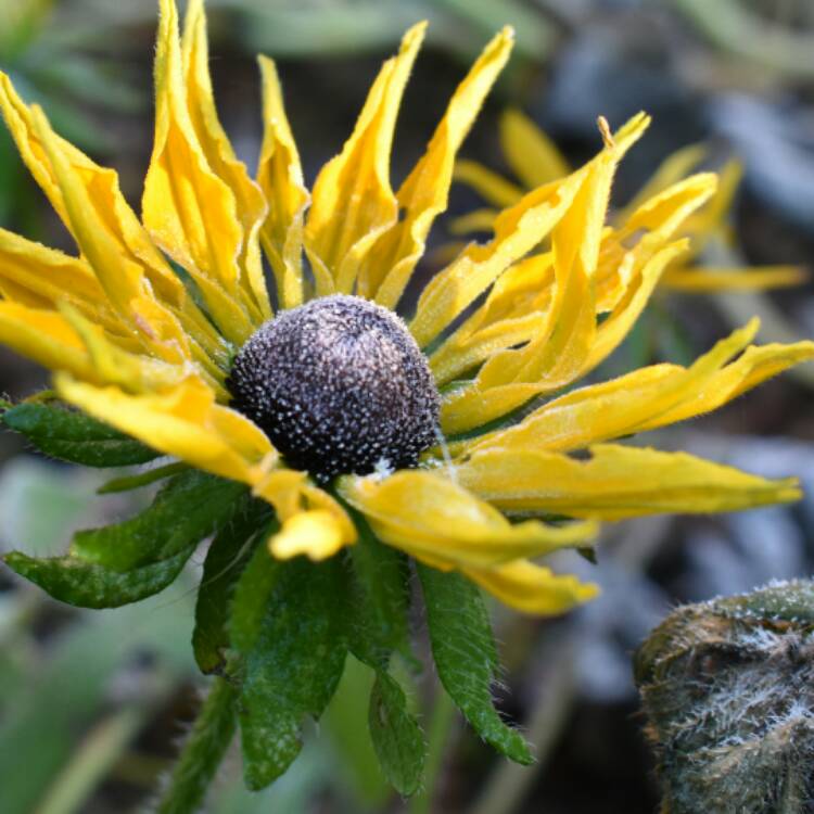 plant image 580328