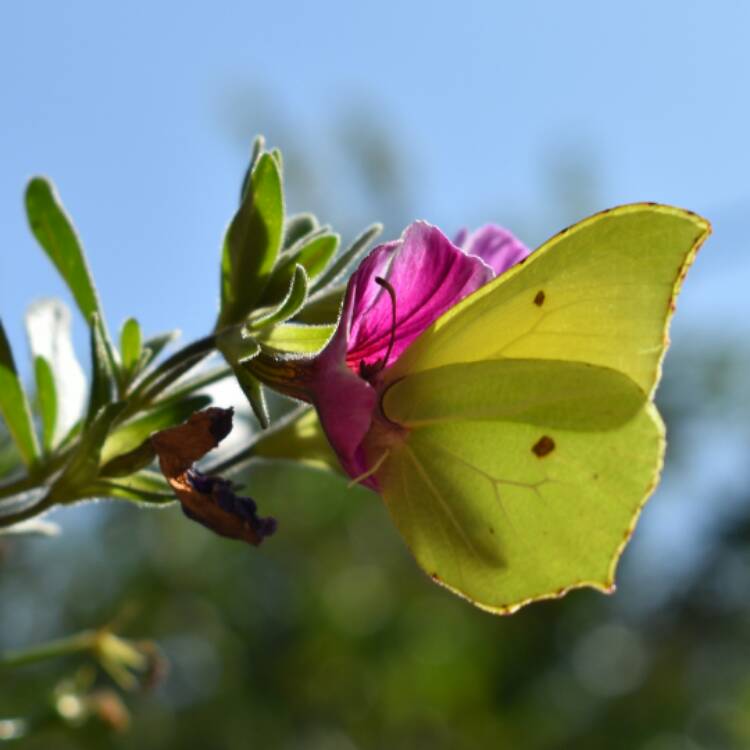 plant image 580333