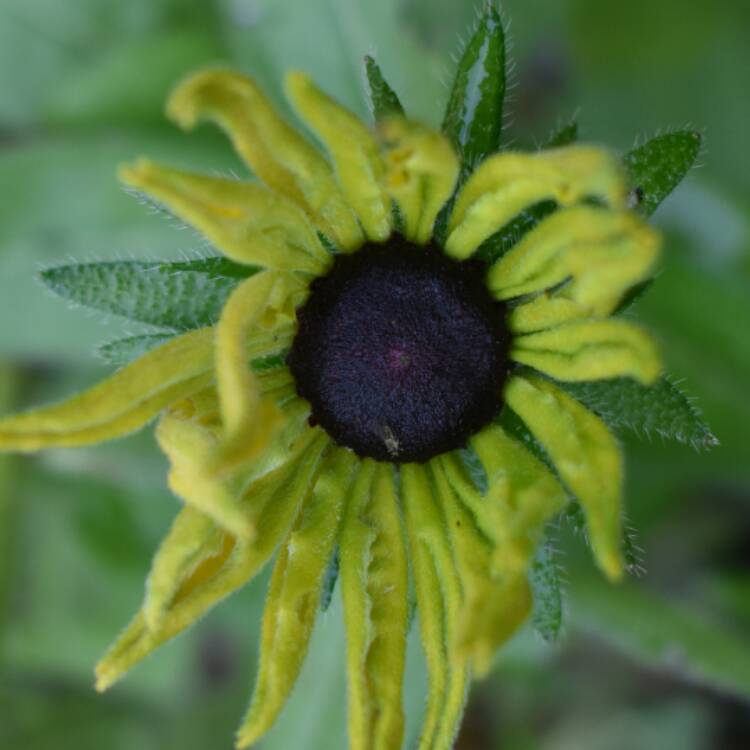 plant image 586930