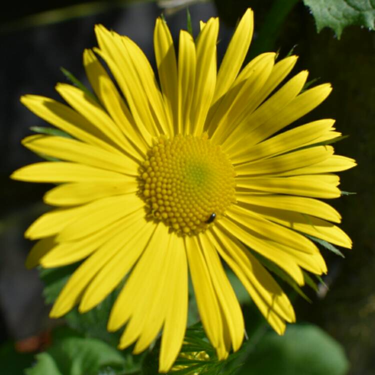 plant image 663909 plant image 663909