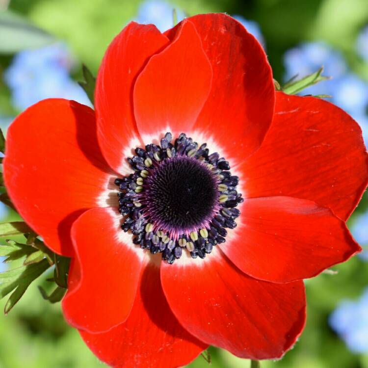 Plant image Anemone coronaria 'Hollandia'