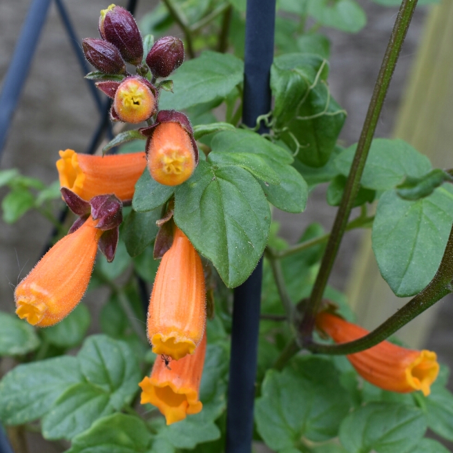 plant image 694188