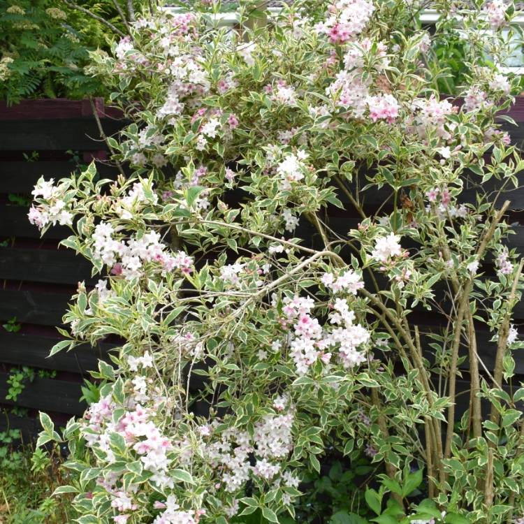 plant image 719876
