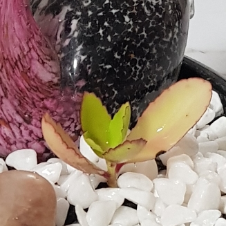 Plant image Kalanchoe pinnata
