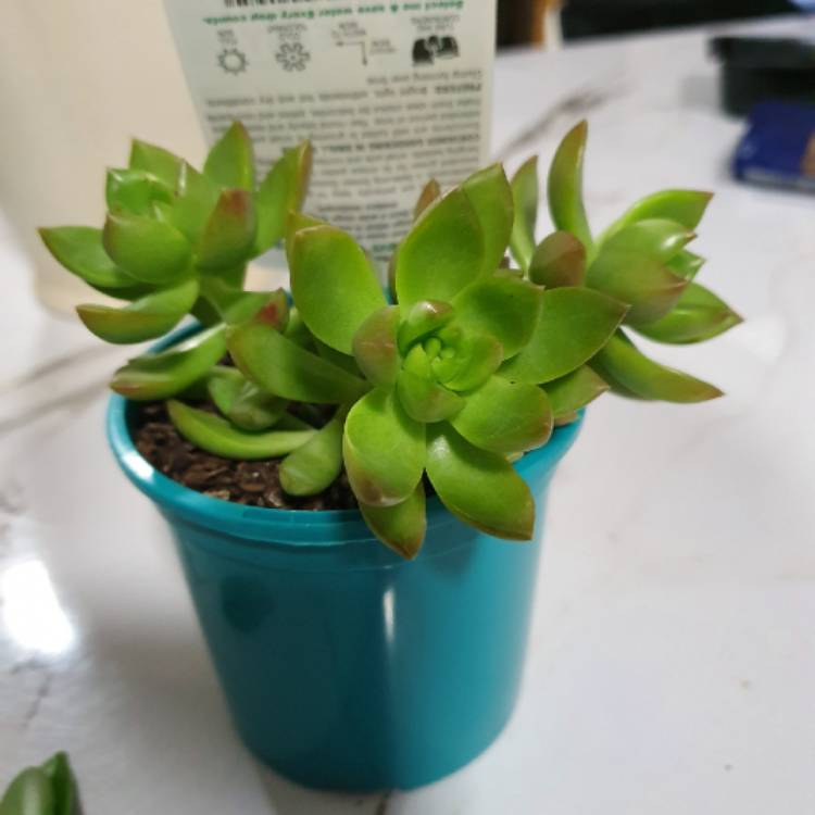 Plant image xSedeveria Golden Goddess