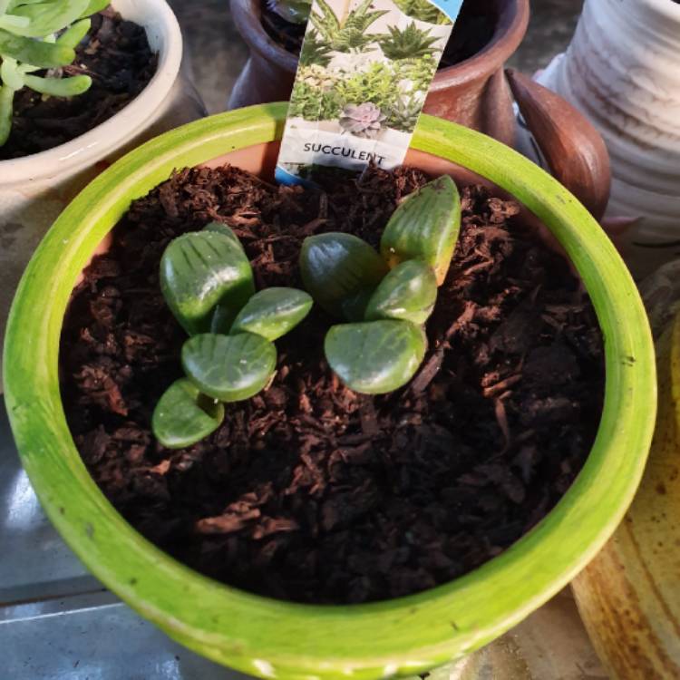 Plant image Haworthia Tsukikage