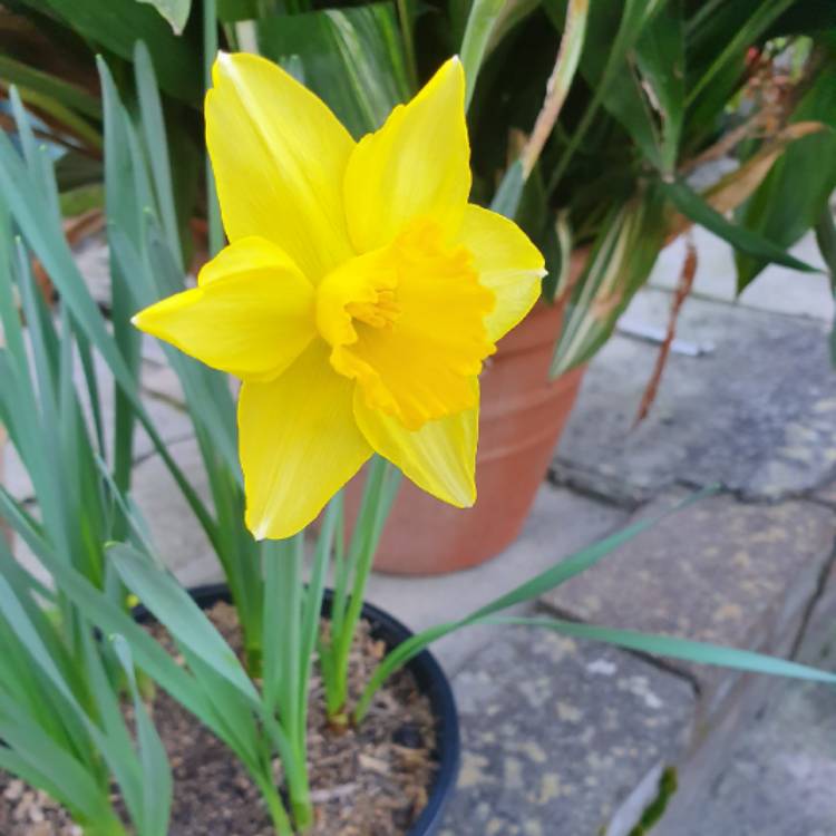 Plant image Narcissus 'King Alfred'