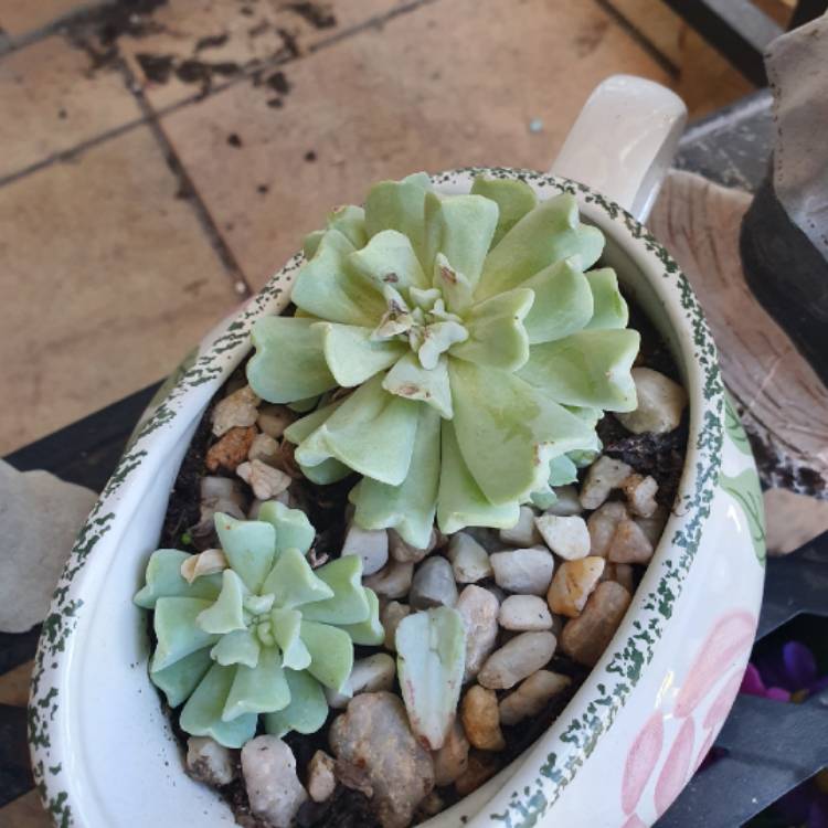 Plant image Echeveria Pinwheel Revolution