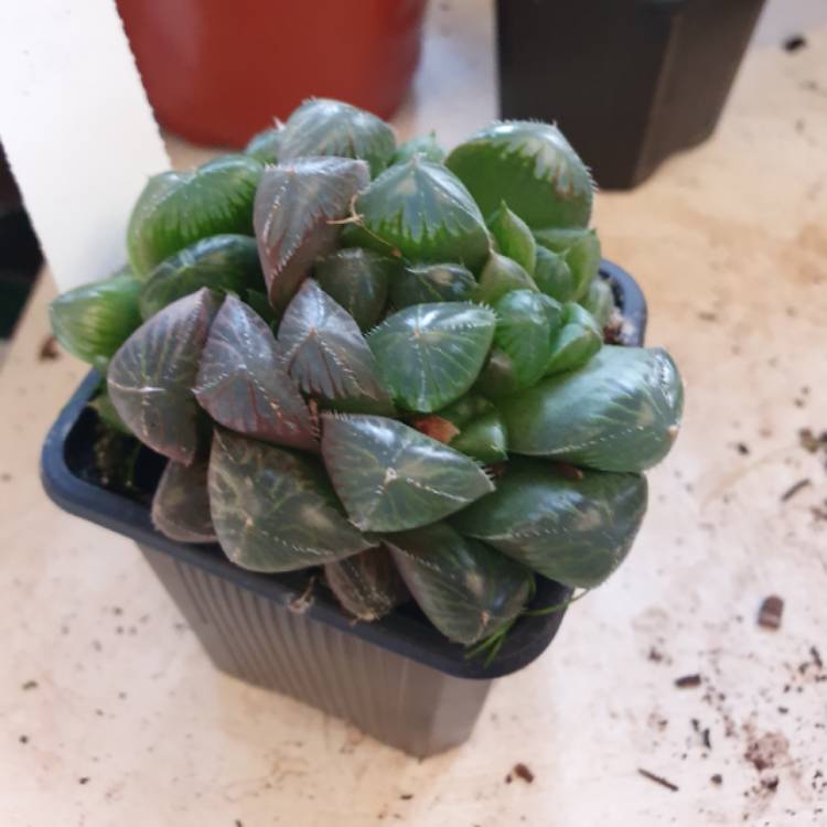 Plant image Haworthia cooperi var pilifera