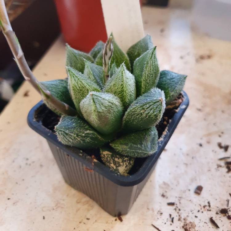Plant image Haworthia Cooperi var. Venusta