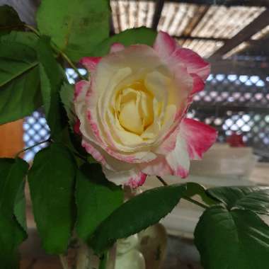 Rosa 'Double Delight'
