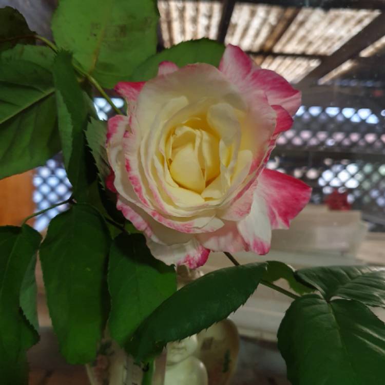 plant image 1186936