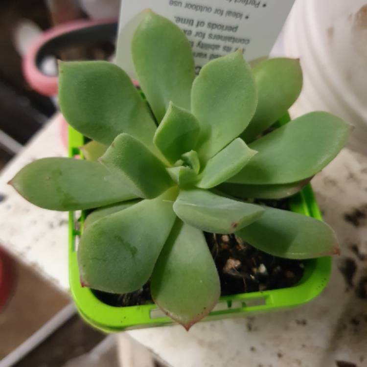 Plant image Echeveria Graessneri
