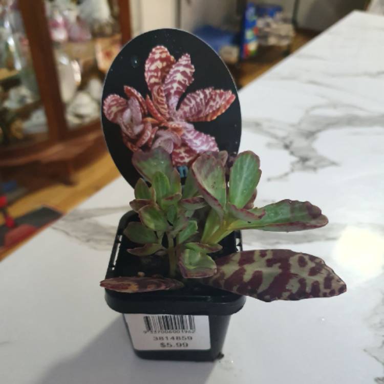 Plant image Kalanchoe Humilis