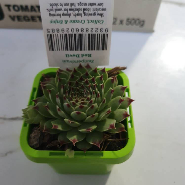 Plant image Sempervivum Red Devil