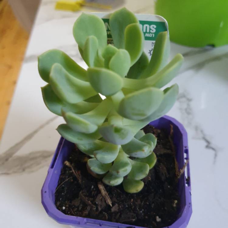 Plant image x Pachyveria White Nun