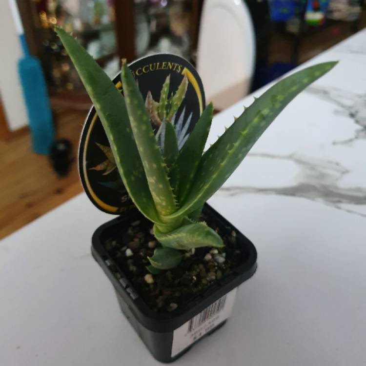 Plant image Aloe ferox