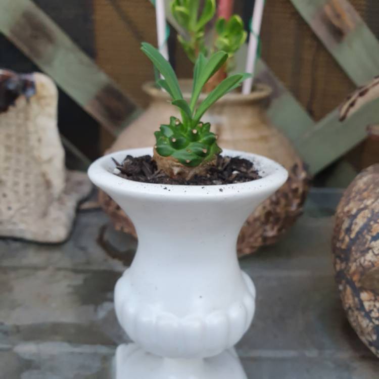 Plant image Euphorbia Bupleurifolia X Susanne