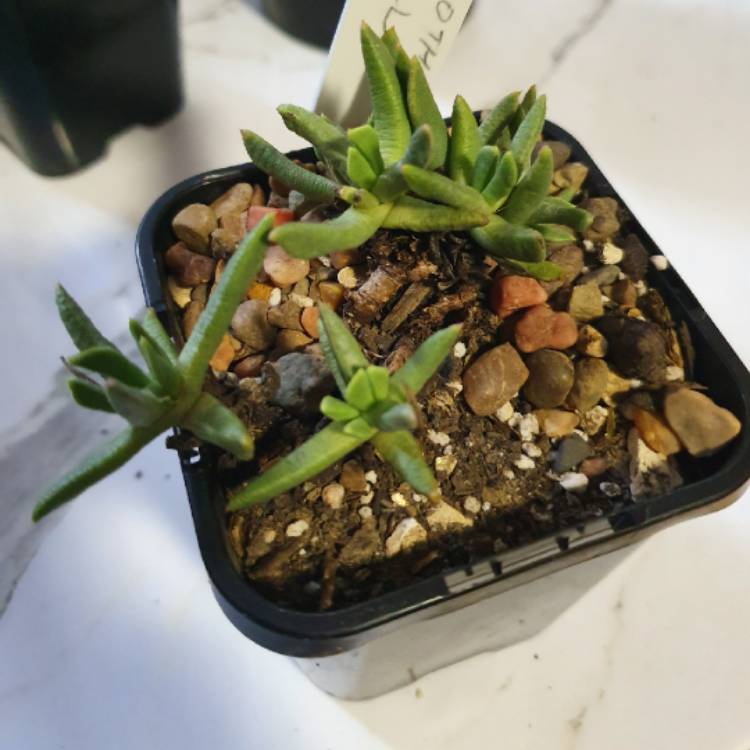 Plant image Marlothistella Stenophylla