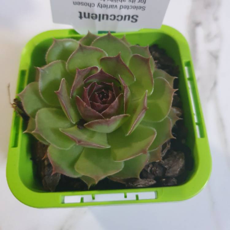 Plant image Sempervivum Granby