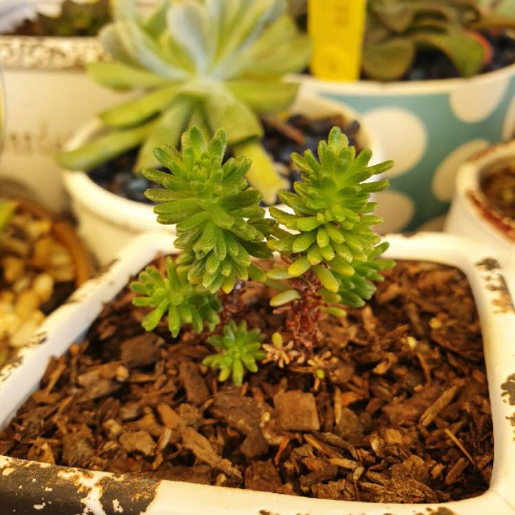 Plant image Sedum Sexangulare