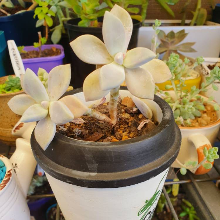 Plant image Graptopetalum Tricolour
