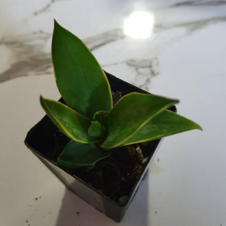 Plant image Agave Americana 'Marginata'