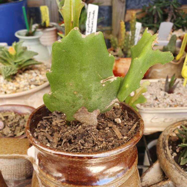 Plant image Euphorbia Lactea