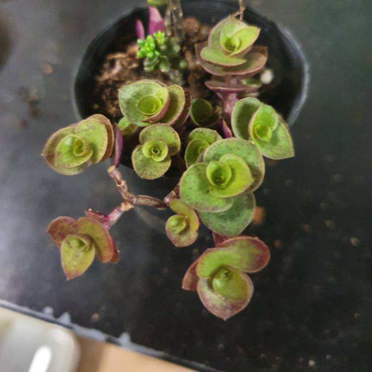 plant image 1289835