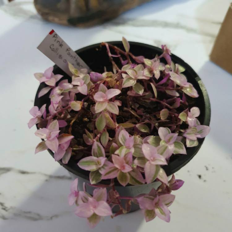 Plant image Callisia repens 'Pink Panther'