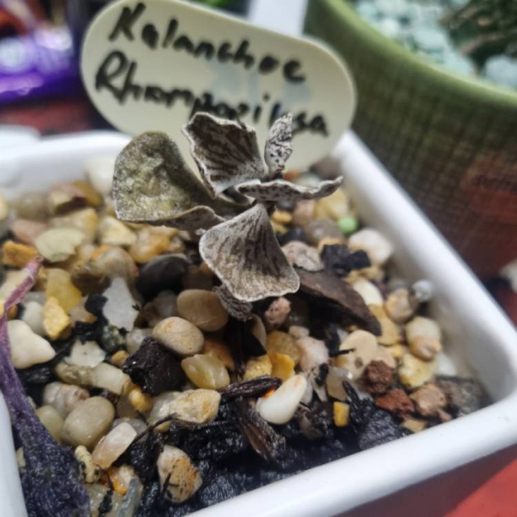 Plant image Kalanchoe rhombopilosa var. rhombopilosa