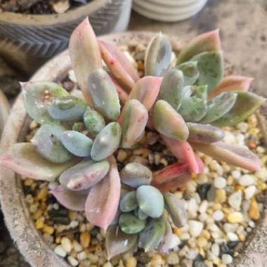 Sedeveria 'Blue Mist'