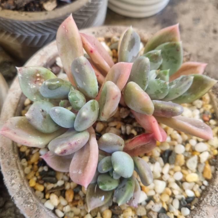 Plant image xSedeveria Blue Mist