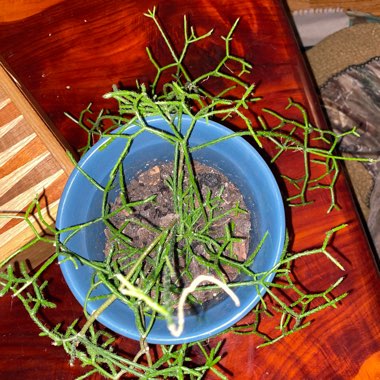 Euphorbia tirucalli