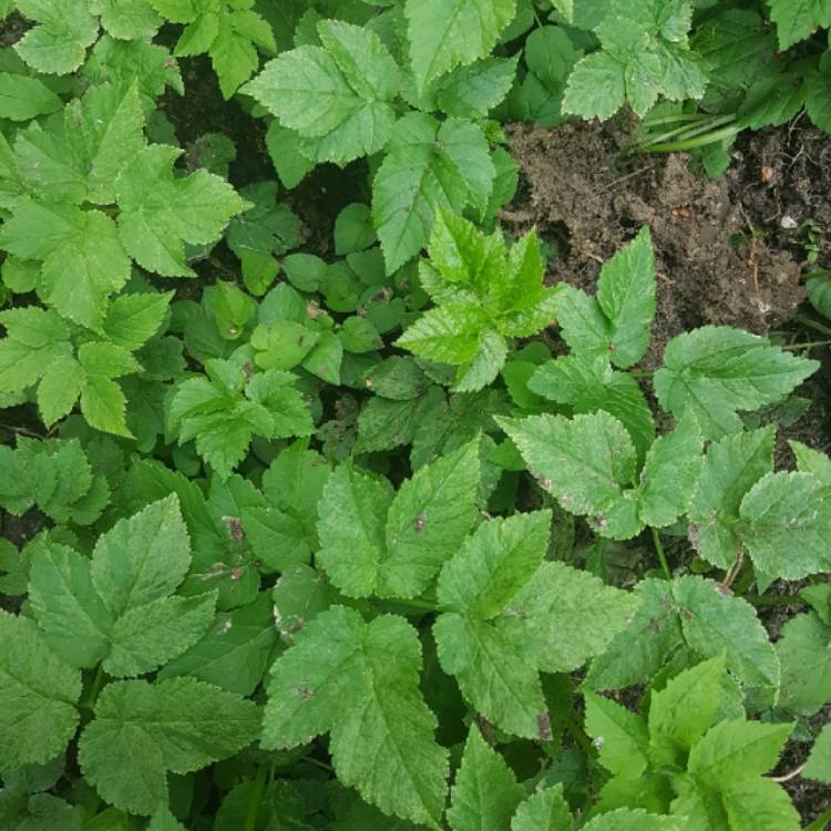 Plant image Aegopodium podagraria 'variegata'