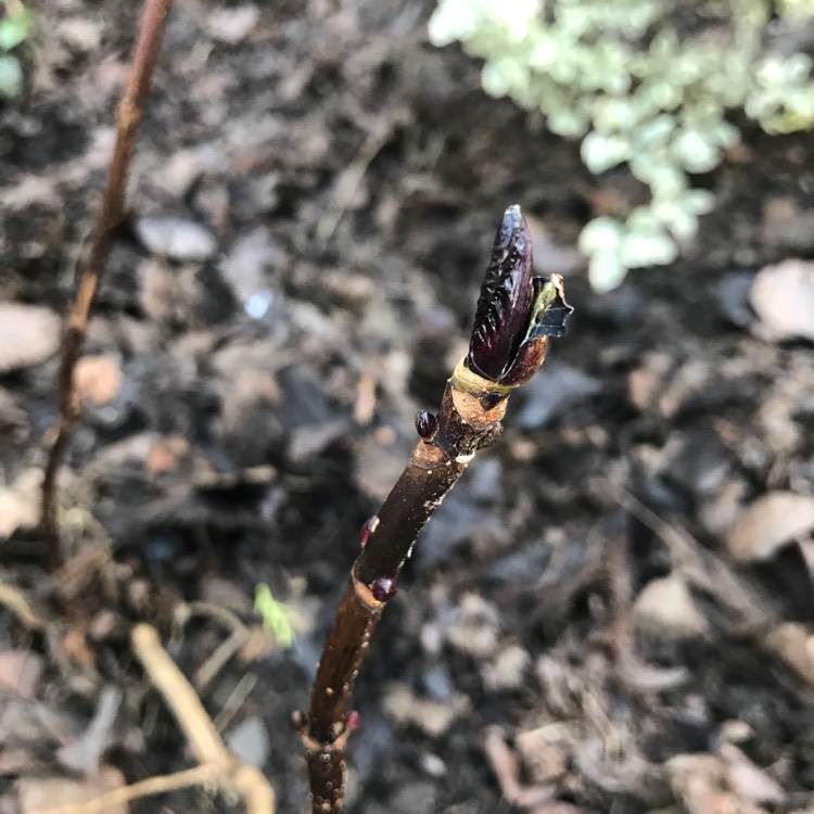 plant image 622198