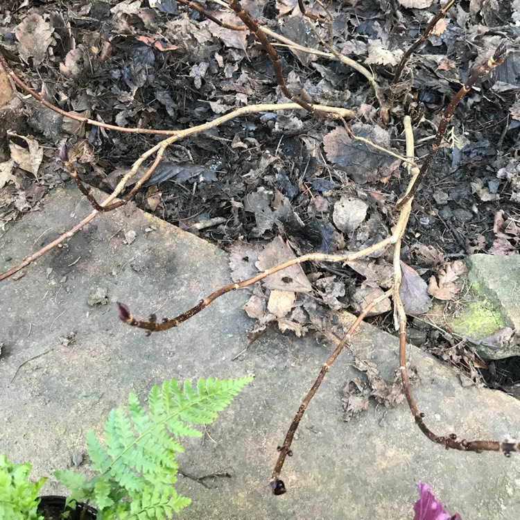 plant image 622203