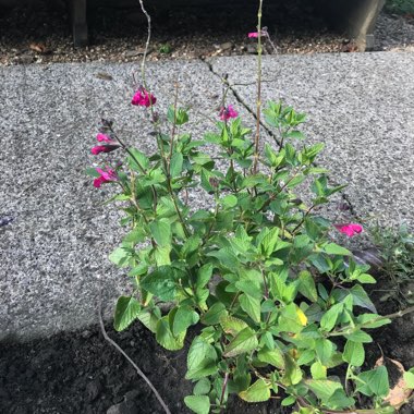 Salvia 'Neon'