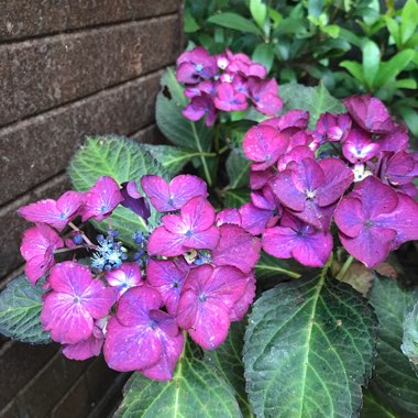 Hydrangea 'Dark Angel'