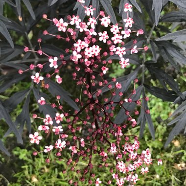 Elder 'Black Lace'