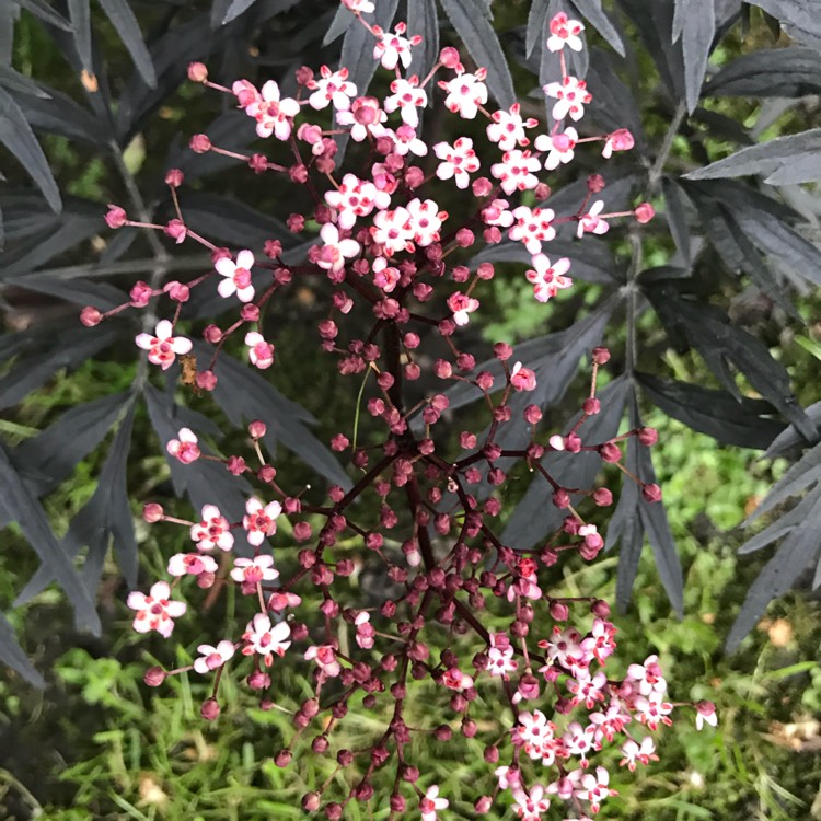 plant image 815546 plant image 815546