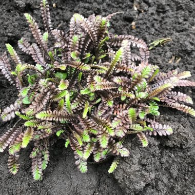 Leptinella 'Platt's Black'