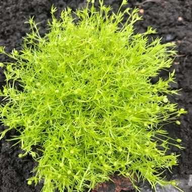 Irish Moss 'Lime Moss'