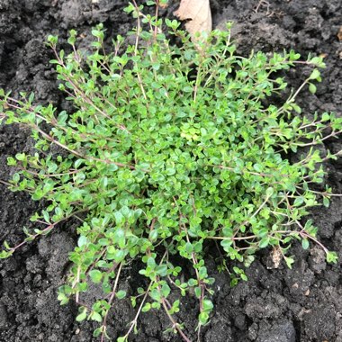 Creeping thyme 'Russetings'