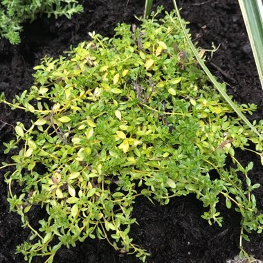 Creeping Thyme 'Snowdrift'