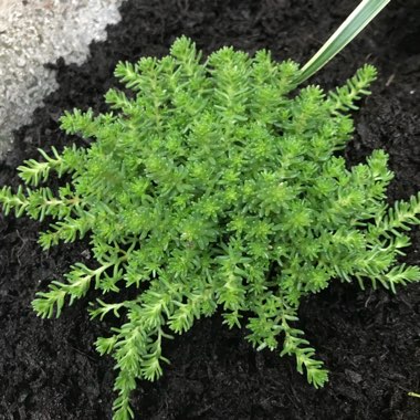 Tasteless Stonecrop