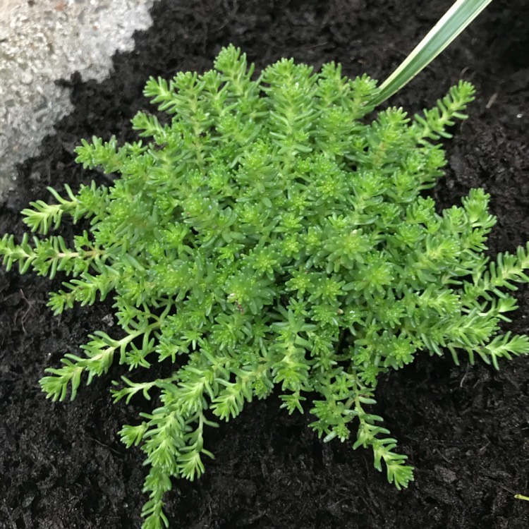 Plant image Sedum Sexangulare