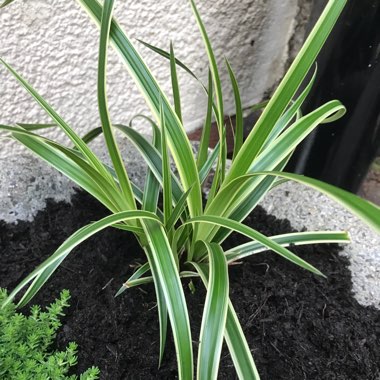 Variegated Sedge