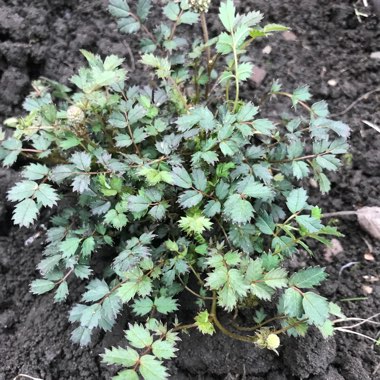 New Zealand Purple Burr 'Kupferteppich'