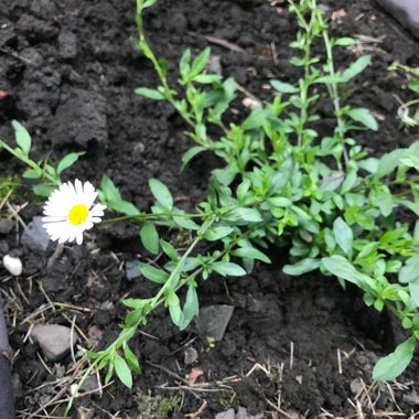 Mexican fleabane 'Sea of Blossom'